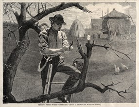Spring Farm Work - Grafting, 1870. Creator: Winslow Homer (American, 1836-1910).
