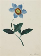 Star Flower. Creator: Mary Altha Nims (American, 1817-1907).