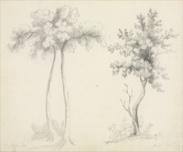 Studies of Upas and Maple Trees. Creator: Mary Altha Nims (American, 1817-1907).