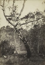 Study of a Birch Tree, Barbizon, 1860s-1870s. Creator: Constant Alexandre Famin (French, 1827-1888).
