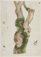 Study of a Tree Trunk. Creator: Georges Michel (French, 1763-1843).