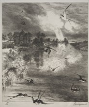 Swallows, 1882. Creator: Félix Bracquemond (French, 1833-1914).