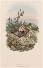 The Birds of Great Britain: Cuculus canorus. Creator: John Gould (British, 1804-1881).