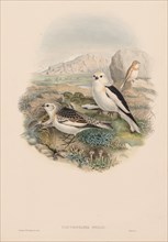 The Birds of Great Britain: Plestrophanes nivalis. Creator: John Gould (British, 1804-1881).