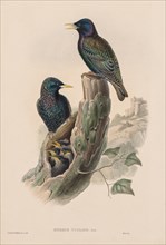 The Birds of Great Britain: Sturnur vulgaris. Creator: John Gould (British, 1804-1881).