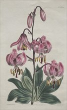 The Botanical Magazine or Flower Garden Displayed... Turk's Cap Lily, 1814. Creator: S. Curtis (British).