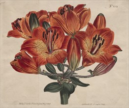 The Botanical Magazine or Flower Garden Displayed: ...Orange-Lily, 1807. Creator: Thomas Curtis (British, 1846-1920).