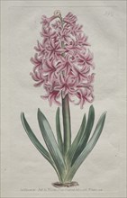 The Botanical Magazine or Flower Garden Displayed: Garden Hyacinth, 1806. Creator: Thomas Curtis (British, 1846-1920).