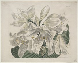 The Botanical Magazine or Flower Garden Displayed: White Cape - Coast Lily, 1806. Creator: Sydenham Edwards (British, 1768-1819); Thomas Curtis (British, 1846-1920).