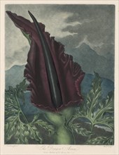 The Dragon Arum, Black Calla or Solomon's Lily, 1799-1807. Creator: Robert John Thornton (British, 1768-1837); William Ward (British, 1776-1826).