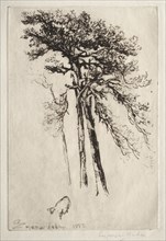 The Latest Tree, 1882. Creator: Francis Seymour Haden (British, 1818-1910).