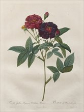 The Roses: Rosa Gallica Purpurea Velutina Parva, 1817-1824. Creator: Langlois (French); Pierre-Joseph Redouté (French, 1759-1840).