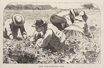 The Strawberry Bed, 1868. Creator: Winslow Homer (American, 1836-1910).