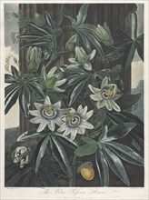 The Temple of Flora, or Garden of Nature: The Blue Passion Flower, 1800. Creator: Robert John Thornton (British, 1768-1837).