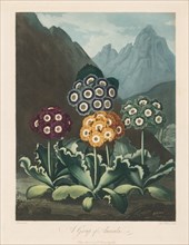 The Temple of Flora, or Garden of Nature: A Group of Auriculas, 1803. Creator: Robert John Thornton (British, 1768-1837).