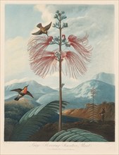 The Temple of Flora, or Garden of Nature: Large Flowering Sensitive Plant, 1799-1807. Creator: Robert John Thornton (British, 1768-1837).