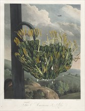 The Temple of Flora, or Garden of Nature: The American Aloe, 1807. Creator: Robert John Thornton (British, 1768-1837).