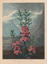 The Temple of Flora, or Garden of Nature: The Narrow-leaved Kalmia, Mountain Laurel, 1804. Creator: Robert John Thornton (British, 1768-1837).