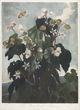 The Temple of Flora, or Garden of Nature: The Obique-leaved Begonia, 1800. Creator: James Caldwall (British, 1739-aft 1789); Robert John Thornton (British, 1768-1837).