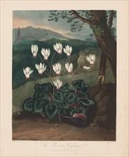 The Temple of Flora, or Garden of Nature: The Persian Cyclamen, 1799-1807. Creator: Robert John Thornton (British, 1768-1837).