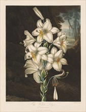 The Temple of Flora, or Garden of Nature: The White Lily with Variegated Leaves, 1800. Creator: Robert John Thornton (British, 1768-1837).