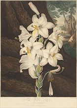 The Temple of Flora; or Garden of Nature: White Lily with Variegated Leaves..., 1800. Creator: Joseph Constantine Stadler (German); Robert John Thornton (British, 1768-1837).