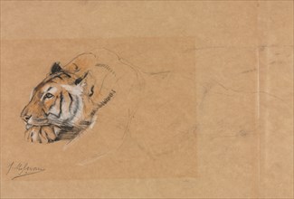Tiger. Creator: John Macallan Swan (British, 1847-1910).