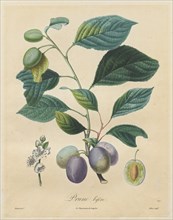 Traité des arbres fruitiers: Prune bifère, 1808-1835. Creator: Henri Louis Duhamel du Monceau (French, 1700-1782).