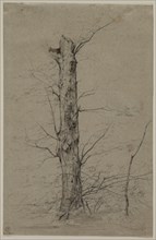 Tree, c. 1835-45. Creator: Ludwig Ferdinand Schnorr von Carolsfeld (German, 1788-1853).