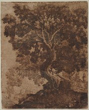 Tree in a Landscape, mid 17th century. Creator: Ercole Bazicaluva (Italian, c. 1610-1661).