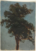 Tree Study, second third 1800s. Creator: Alexandre Calame (Swiss, 1810-1864), attributed to.