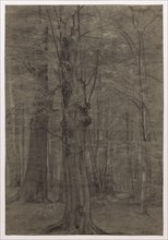 Trees. Creator: Leopold Bode (German, 1831-1906).
