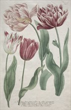 Tulips. Creator: Bartholomaus Seutter (German, 1678-1754); Johann Jakob Haid (German, 1704-1767).