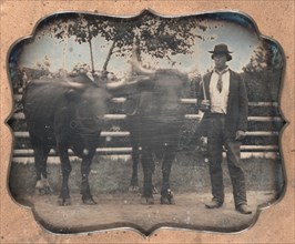 Two Oxen and Driver, 1850s. Creator: Unidentified Photographer.