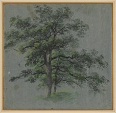 Two Trees (recto) Tree Studies (verso), first half 1800s. Creator: Johann Jacob Dorner (German, 1775-1852).
