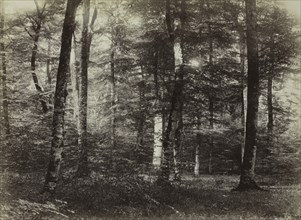 Untitled (The Forest of Fontainbleau), c. 1874. Creator: Constant Alexandre Famin (French, 1827-1888).