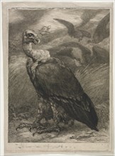 Vulture, 1904. Creator: Félix Bracquemond (French, 1833-1914).