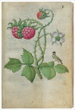 Book of Flower Studies, ca. 1510-1515. Creator: Master of Claude de France.