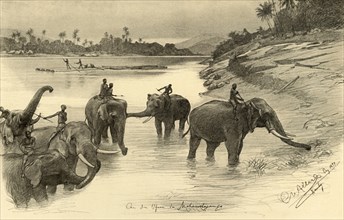 Elephants on the banks of the Mahaweli River, Ceylon, 1898.  Creator: Christian Wilhelm Allers.