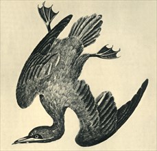 'Gannet', 1799, (1946).  Creator: Moses Griffiths.