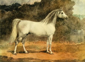 'A Famous Arabian Stallion', c1870s, (1944).  Creator: Anne Blunt.
