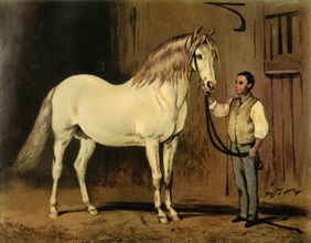 'Cream State Carriage Horse of Queen Victoria's Stud', c1875, (1944).  Creator: Unknown.