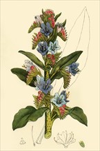 'Viper's Bugloss', late 18th-early 19th century, (1944).  Creator: Unknown.