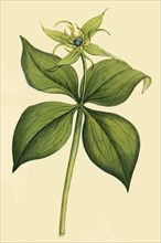 'Herb Paris', late 18th-early 19th century, (1944).  Creator: Unknown.