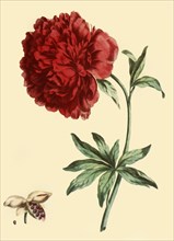 'Peony: Paeonia Faemina Flore Pleno Rubro Majore', 1769, (1946).  Creator: John Edwards.