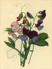 'Sweet Peas: Lathyrus odoratus', 1827, (1946).  Creator: Pierre-Joseph Redoute.