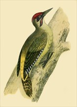 'Green Woodpecker', 1852, (1942).  Creators: Francis Orpen Morris, Richard Alington.