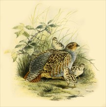 'Partridge and Chicks', 1877, (1942).  Creator: Edward Neale.