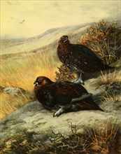 'Red Grouse', 1908, (1942).  Creator: Archibald Thorburn.