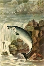 'A Salmon Leap', 1895, (1943).  Creator: P. J. Smit.